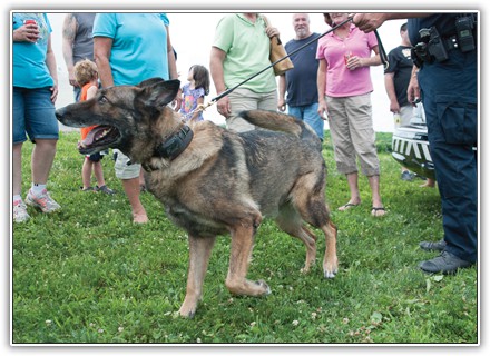 Findlay Townships police dog, Axel, enjoys some attention from a crowd at Janoskis Farm City Days prior to a demonstration.